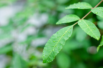 Green leaves with dew drops, beautiful leaf texture in nature Natural background.