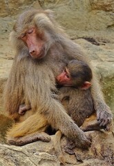 mother and baby baboon