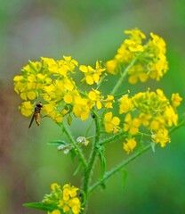 yellow flowers in spring