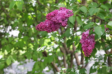 flowers in the garden