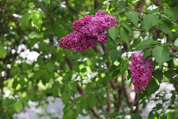 flowers in the garden