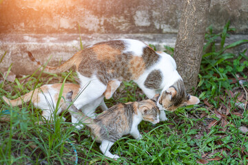 The mother cat is feeding two more kittens. As food for the growth.