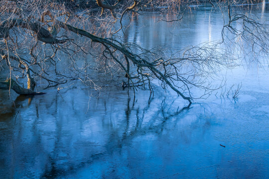 Agua congelada en el canal de la ciudadela en invierno, Copenhague, Dinamarca. Imagen de invierno de una rama sin hojas en la superficie del agua helada.