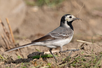 White wagtail