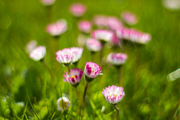 Fototapeta premium daisy flowers in morning dew with natural bokeh, soft focus