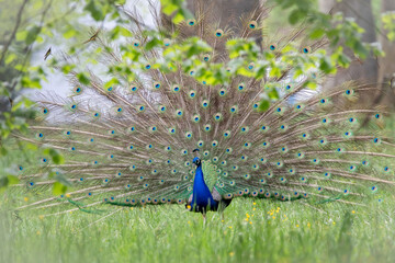 Fototapeta premium Male peacock