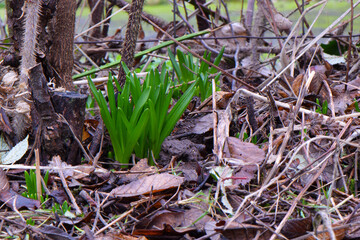 Spanish Bluebell Green Bud 05
