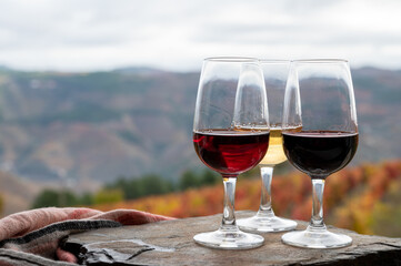 Tasting of Portuguese fortified port wine, produced in Douro Valley with colorful terraced vineyards on background in autumn, Portugal