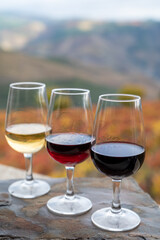 Tasting of Portuguese fortified port wine, produced in Douro Valley with colorful terraced vineyards on background in autumn, Portugal
