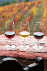 Tasting of Portuguese fortified port wine, produced in Douro Valley with colorful terraced vineyards on background in autumn, Portugal