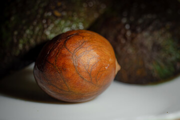 Veins and routs in avocado pit just before germination 