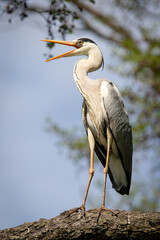 The grey heron