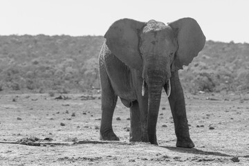 Fototapeta na wymiar African Elephants up close in Nature