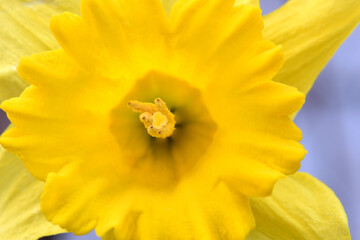 Daffodil Mandala 04