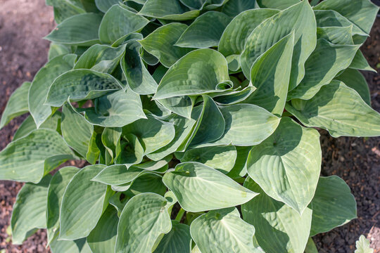 Green leaves of blue cadet plant. Horizontal composition. Background image for landing page design