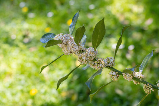 Holly Nellie R. Stevens flower buds (Ilex aquifolium )