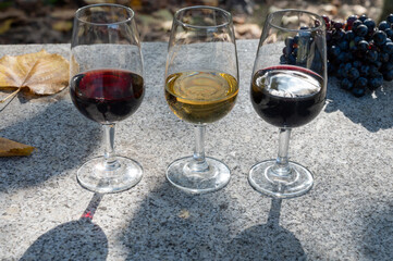 Tasting of Portuguese fortified port wine, produced in Douro Valley in autumn, Portugal