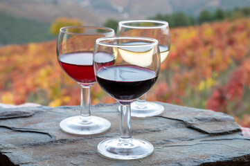 Tasting of Portuguese fortified port wines  produced in Douro Valley with colorful terraced vineyards on background in autumn, Portugal