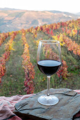 Glass of Portuguese red dry wine, produced in Douro Valley and old terraced vineyards on background in autumn, wine region of Portugal