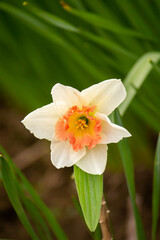 daffodil in the garden