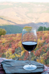Glass of Portuguese red dry wine, produced in Douro Valley and old terraced vineyards on background in autumn, wine region of Portugal