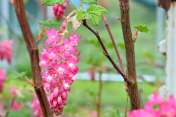 Pink Currant Tornado 01