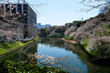 東京都千代田区 千鳥ヶ淵の桜