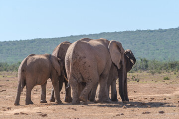 Fototapeta na wymiar African Elephant family strolling together in the Southern African terrain