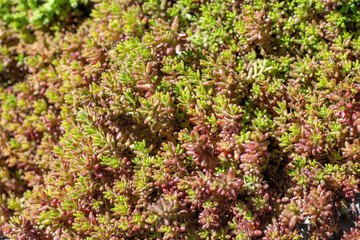 Sedum acre, Sedum album is the perennial herbaceous succulent plant with numerous rising stems covered with small thick leaves.