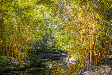 Stream meanders through bamboo grove reflecting colors of trees in botanical garden.