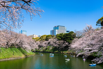 Obraz premium 東京都千代田区 千鳥ヶ淵の桜