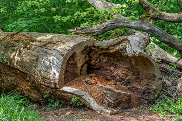 An old hollowed-out trunk lying on the ground