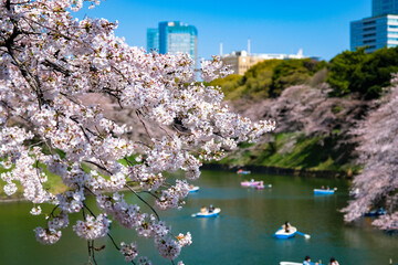 東京都千代田区 千鳥ヶ淵の桜