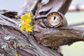 Eye of Grape Vine 02