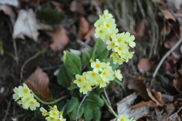 flowers in the forest