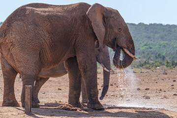 Obraz premium African Elephant spraying water to cool down