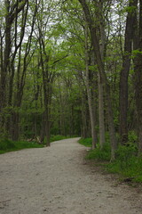 Fototapeta na wymiar Gravel path moving through the spring forest