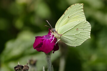 Zitronenfalter saugt Nektar an pinkfarbener Blüte