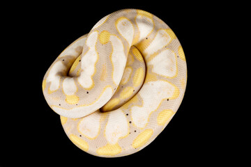 Ball python (Python regius)