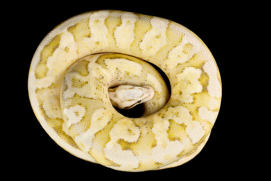 Ball python (Python regius)