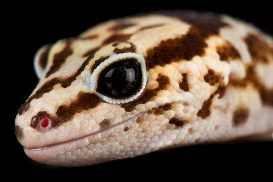 African fat-tailed gecko (Hemitheconyx caudicinctus)
