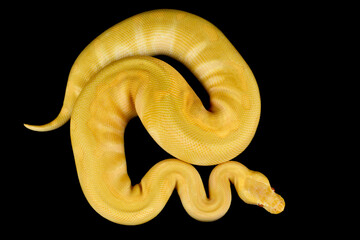 Yellow ball python (Python regius)