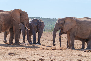 Fototapeta premium African Elephant family strolling together in the Southern African terrain