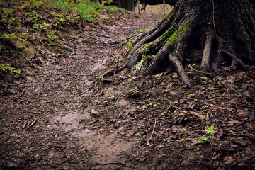 path in the woods past the roots of the tree