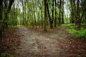 walking paths in the park