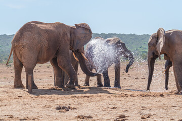 Fototapeta na wymiar African Elephant spraying water to cool down
