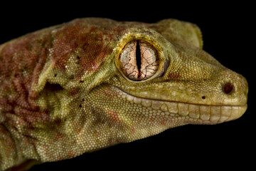 Mossy New Caledonian gecko (Mniarogekko chahoua)
