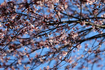 blossom in spring