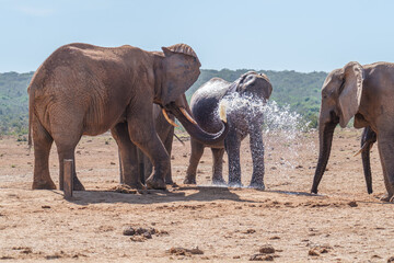 African Elephant spraying water to cool down