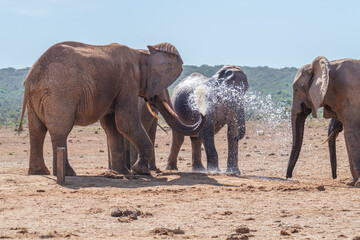 Fototapeta na wymiar African Elephant spraying water to cool down